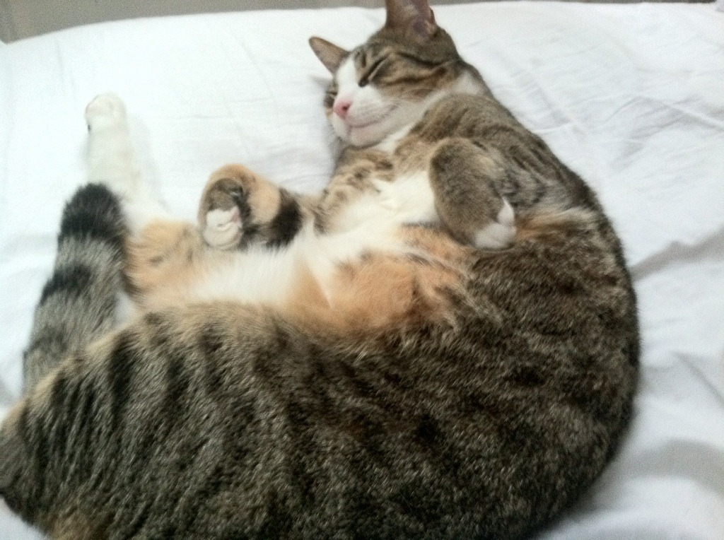 德国队的未来之路：国际乒联混合团体世界杯推动的青年才俊崛起