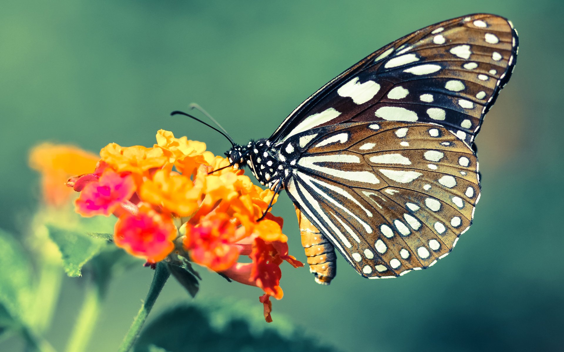 杨瀚森新赛季展望被看好成为球队核心力量，杨翰笙个人介绍