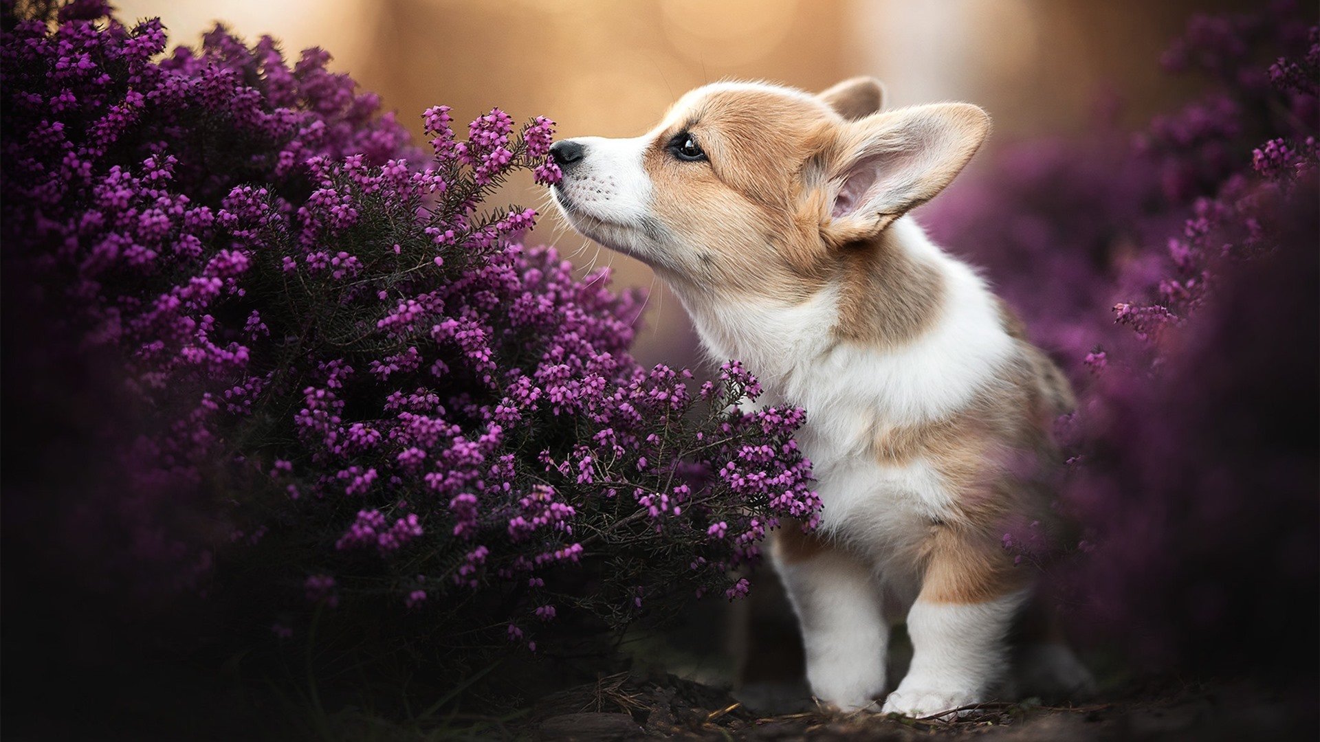 禁区传切配合中的默契建立方式,禁区内传递球有越位吗