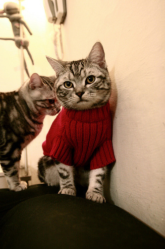 水球焦点战奥地利沉着应对