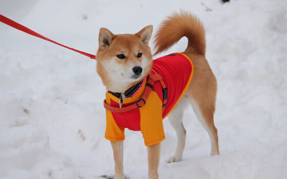 火箭队内氛围积极球员相互激励备战新季，火箭队表现